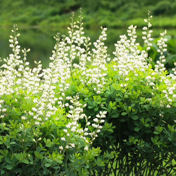 Baptisia macrophylla