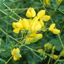 Load image into Gallery viewer, Baptisia macrophylla &#39;Yellow&#39;
