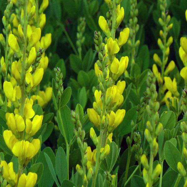 Baptisia macrophylla 'Yellow'