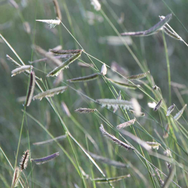 Bouteloua gracilis 'Bad River'