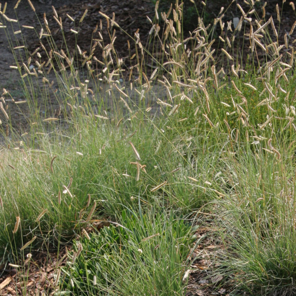 Bouteloua gracilis 'Bad River'