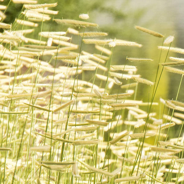 Bouteloua gracilis 'Blonde Ambition'