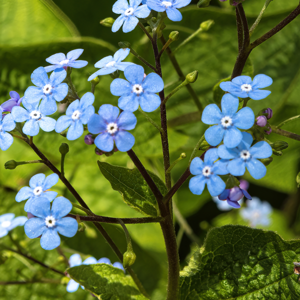 Brunnera macrophylla