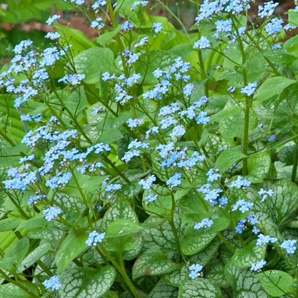 Brunnera macrophylla