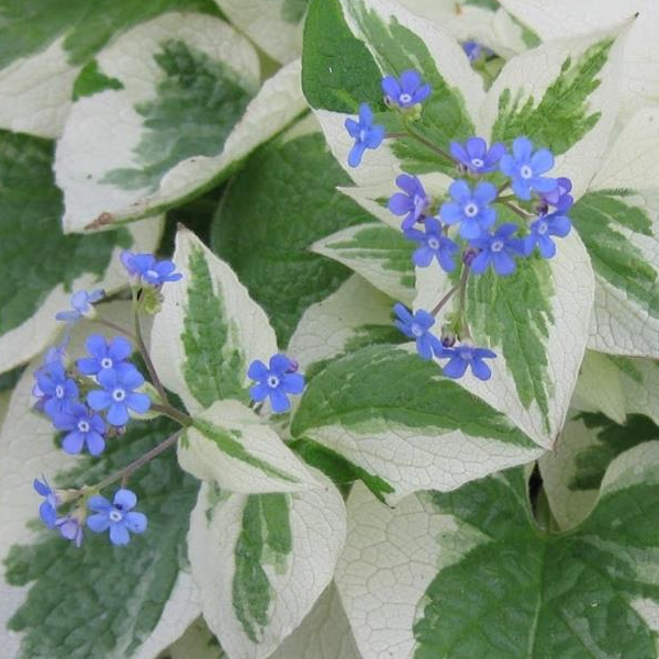 Brunnera macrophylla 'Variegata'