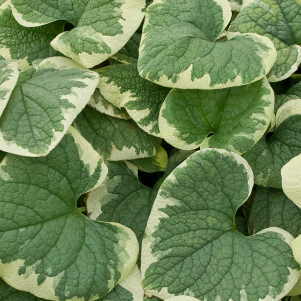 Brunnera macrophylla 'Variegata'