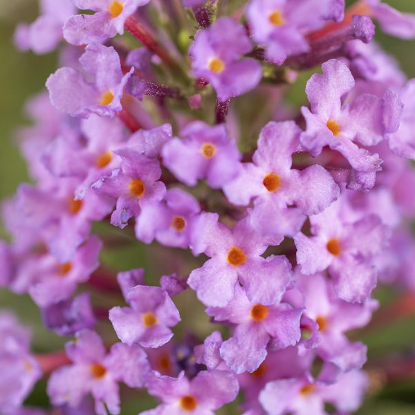 Buddleia 'Basket Pink'