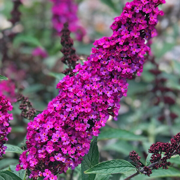 Buddleia 'Buzz Hot Raspberry'