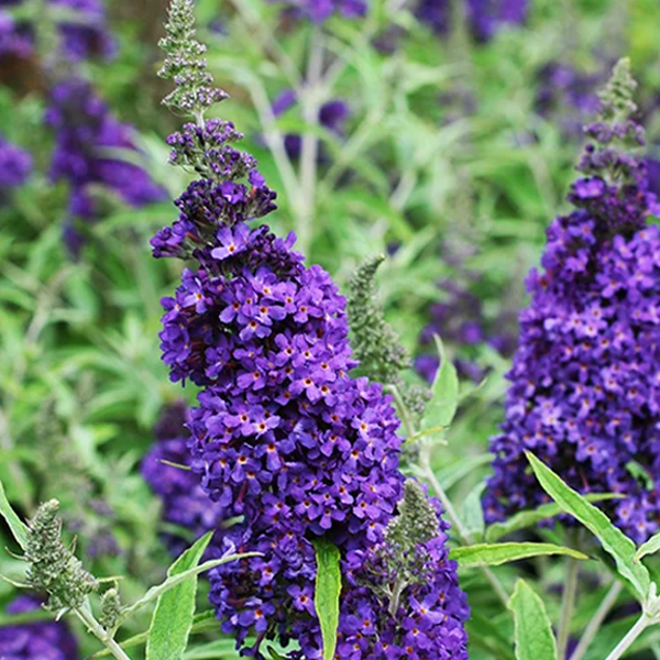 Buddleia 'Buzz Midnight'