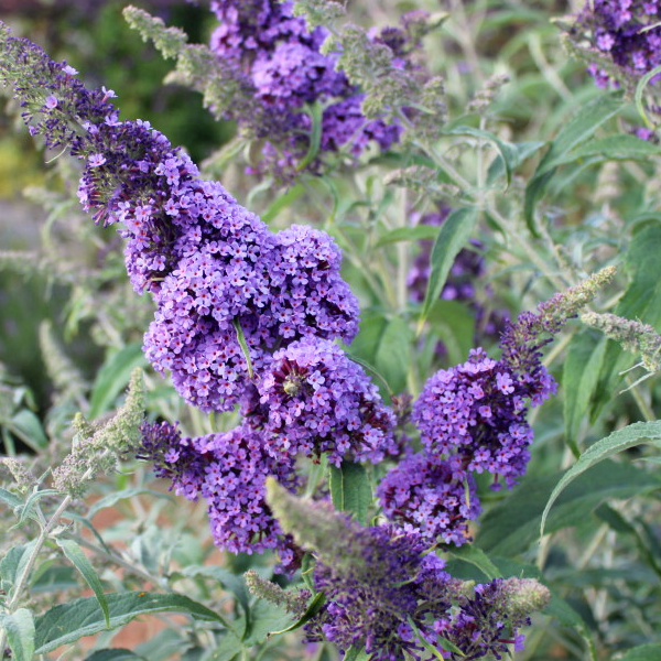 Buddleia 'Buzz Sky Blue'