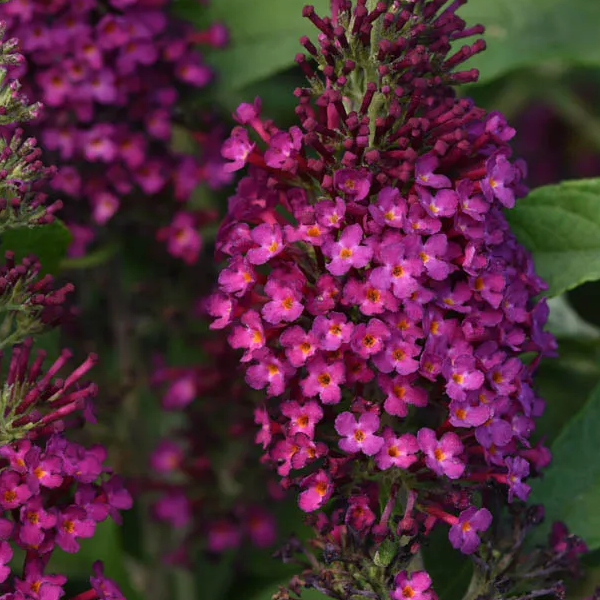 Buddleia 'Cranberry'