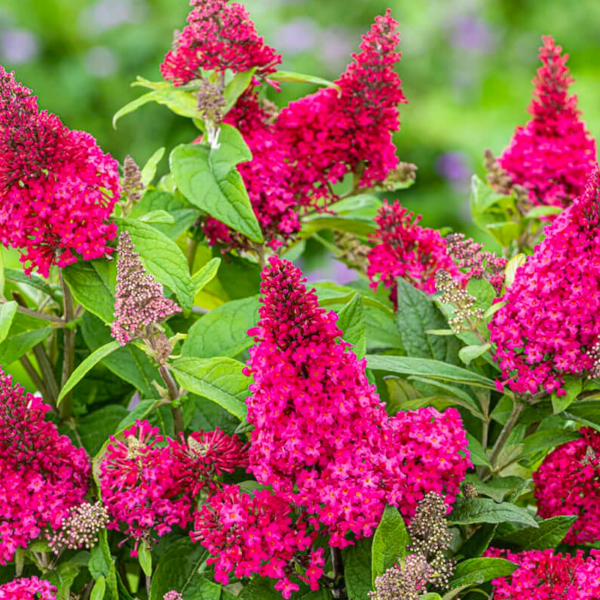 Buddleia 'Lil Raspberry'