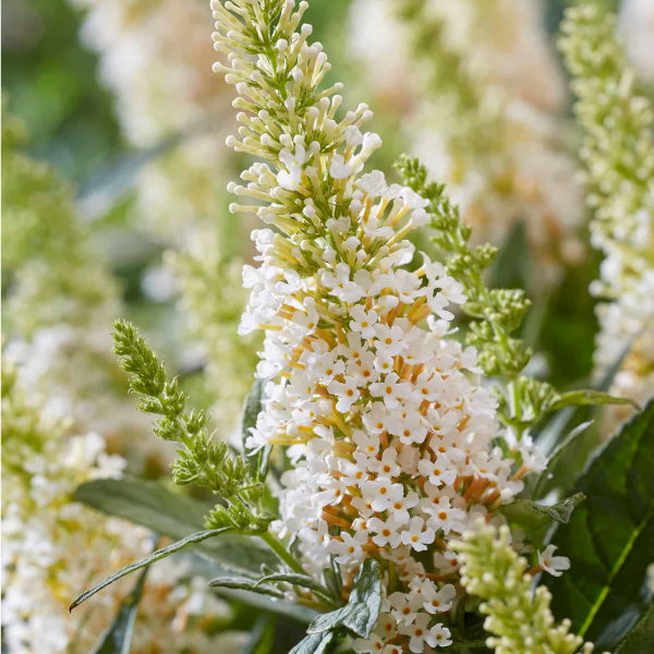 Buddleia 'Lil' Coconut'