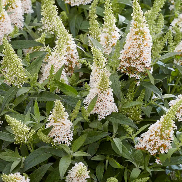 Buddleia 'Lil' Coconut'