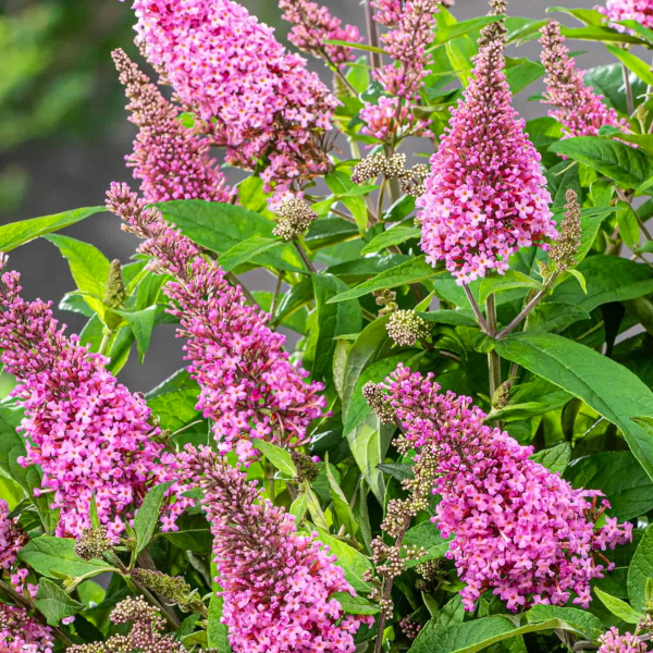 Buddleia 'Lil' Taffy'