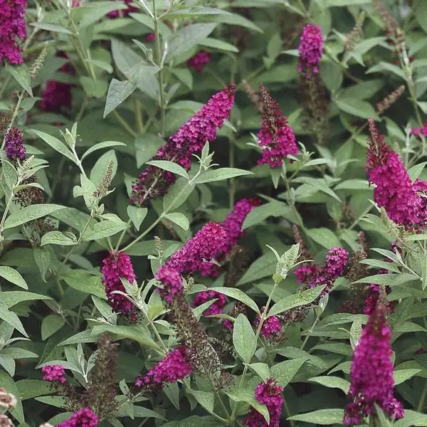 Buddleia 'Miss Molly'