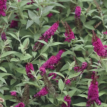 Load image into Gallery viewer, Buddleia &#39;Miss Molly&#39;

