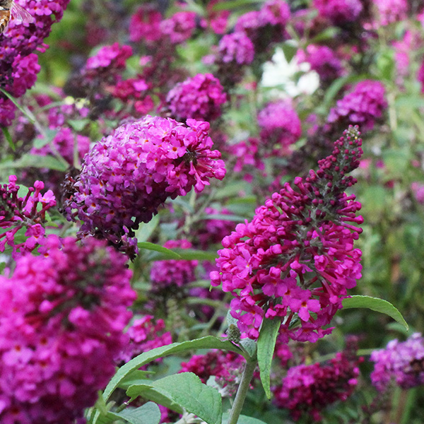 Buddleia 'Miss Ruby'