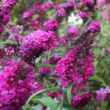 Load image into Gallery viewer, Buddleia &#39;Miss Ruby&#39;
