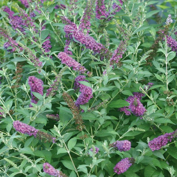 Buddleia 'Miss Violet'
