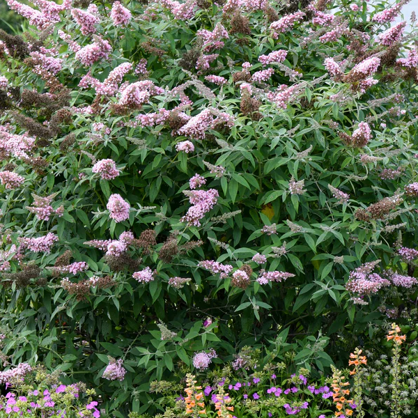 Buddleia 'Princess Pink'
