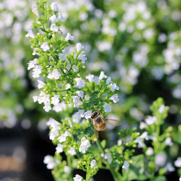 Calamintha 'Montrose White'