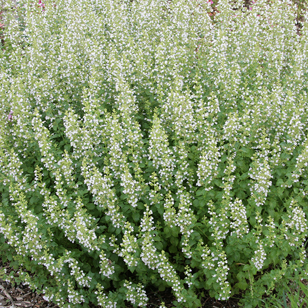 Calamintha 'Montrose White'