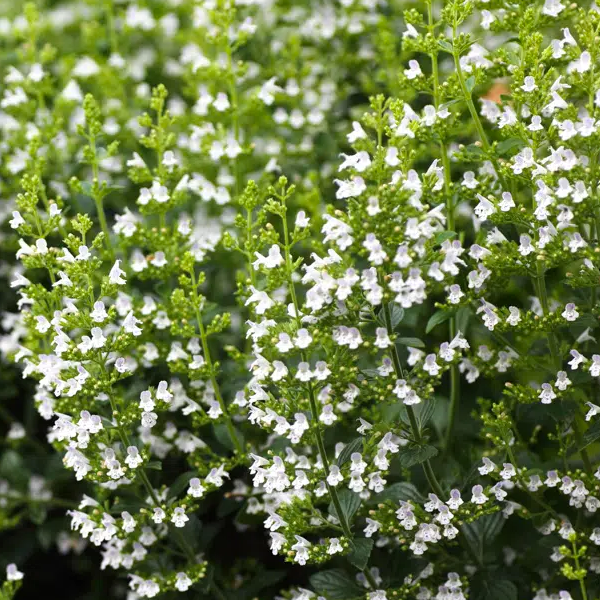 Calamintha 'Triumphator'