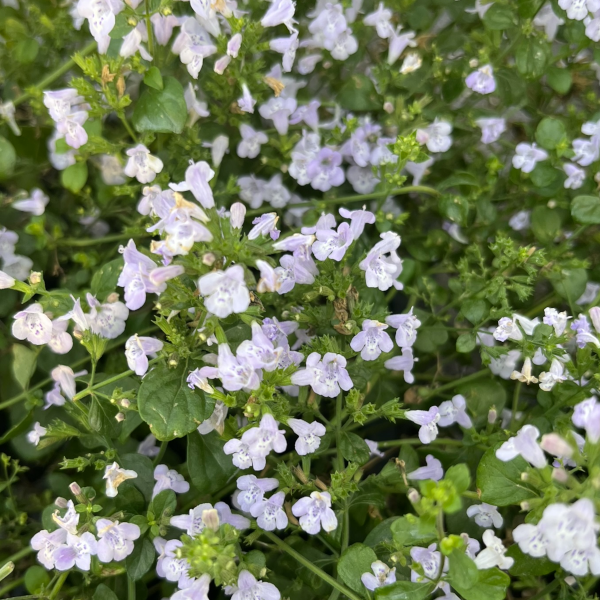 Calamintha 'Triumphator'