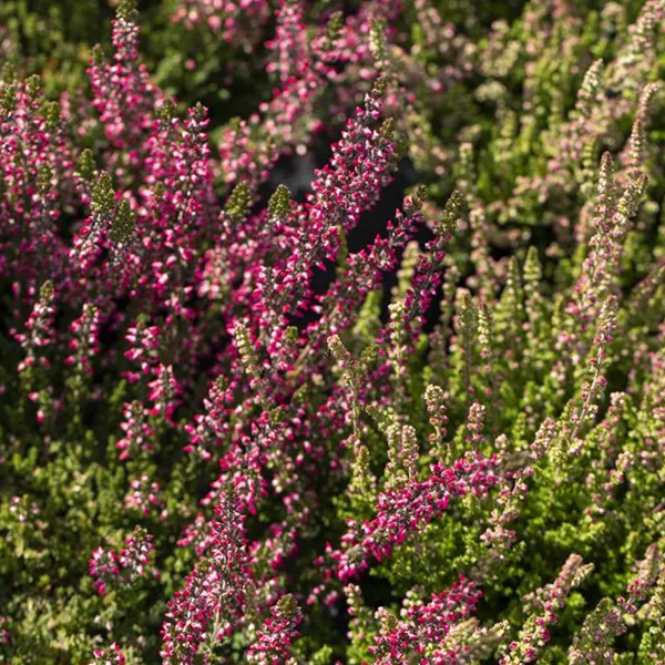 Calluna vulgaris 'Dark Beauty'