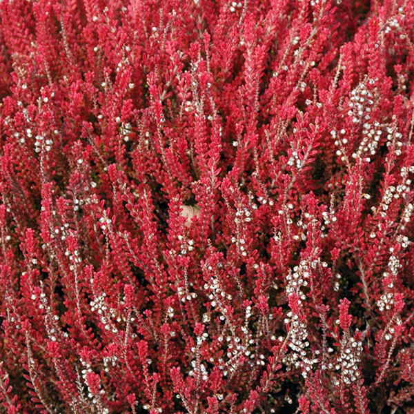 Calluna vulgaris 'Firefly'