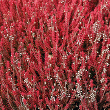 Load image into Gallery viewer, Calluna vulgaris &#39;Firefly&#39;
