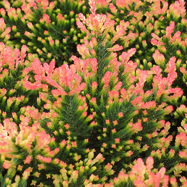 Calluna vulgaris 'Spring Torch'