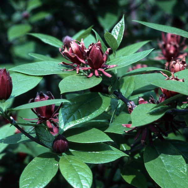 Calycanthus floridus