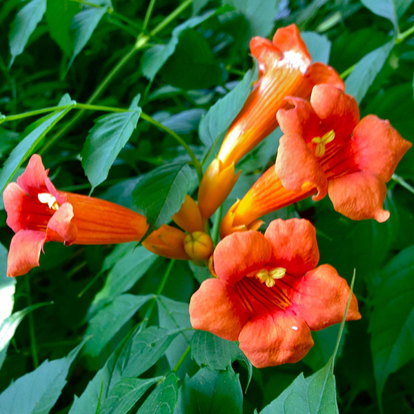 Campsis radicans
