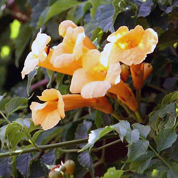 Campsis radicans 'Flava Yellow'