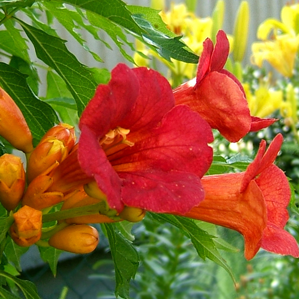 Campsis x tagliabuana 'Madame Galen'