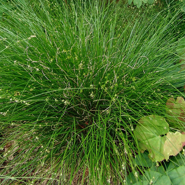 Carex appalachica