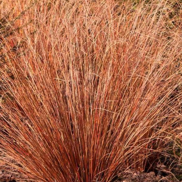 Carex buchananii 'Firefox'