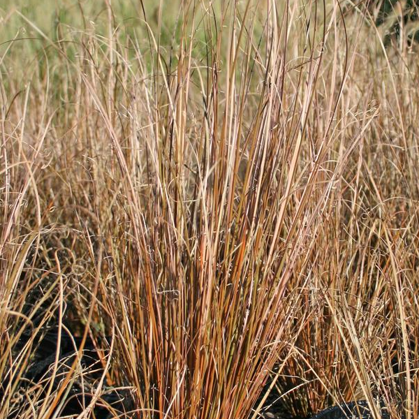 Carex buchananii 'Firefox'