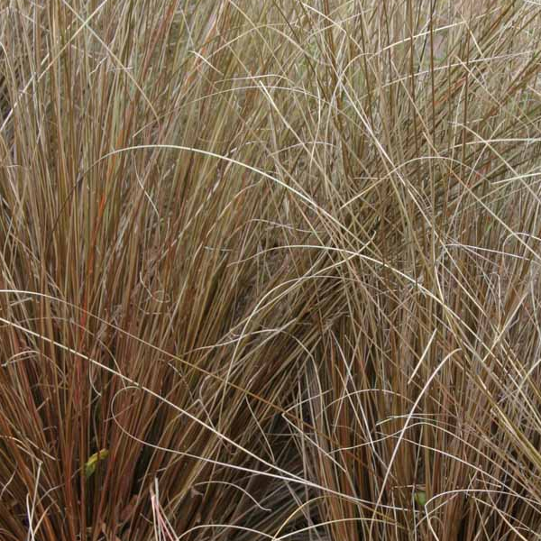 Carex buchananii 'Red Rooster'
