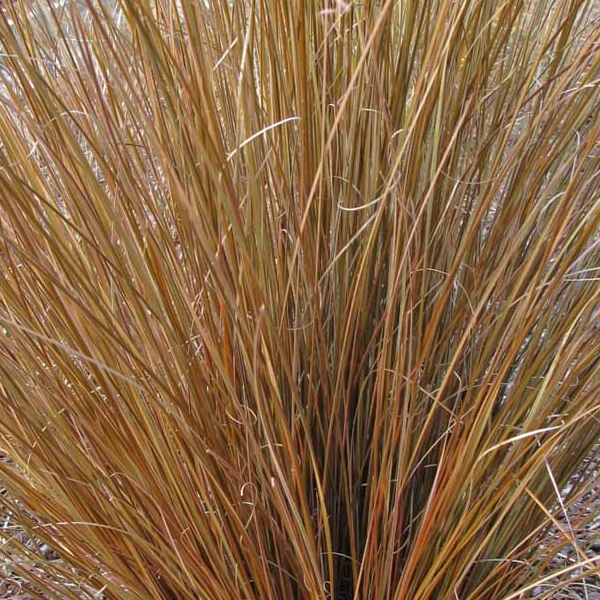 Carex buchananii 'Red Rooster'