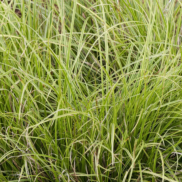 Carex dolichostachya 'Gold Fountains'