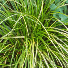 Load image into Gallery viewer, Carex dolichostachya &#39;Kaga Nishiki&#39; (Gold Fountains)
