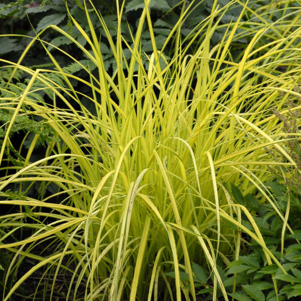 Carex elata 'Aurea' (Bowles Golden)