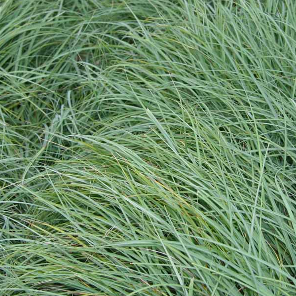 Carex flacca