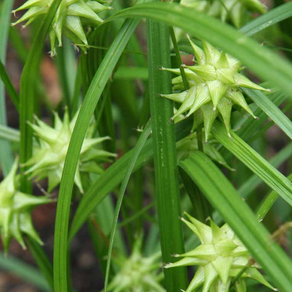 Carex grayi