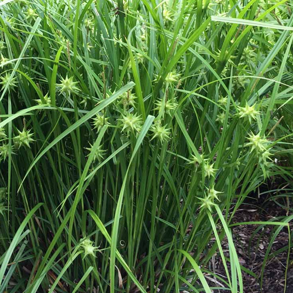 Carex grayi