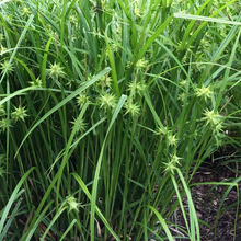 Load image into Gallery viewer, Carex grayi
