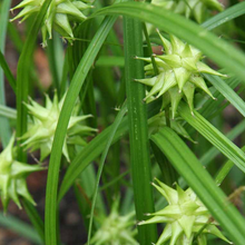 Load image into Gallery viewer, Carex grayi
